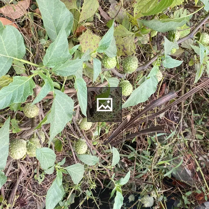 Green seed pods and leaves