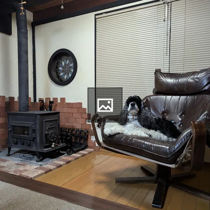 Cocker Spaniel on Armchair