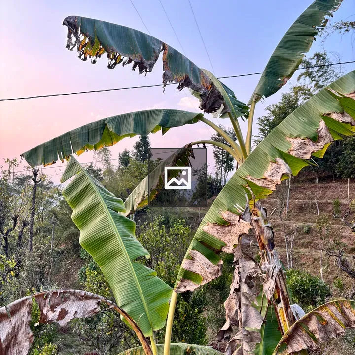 Banana Plant Close-Up