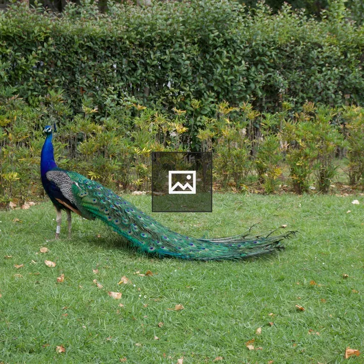Peacock in Porto