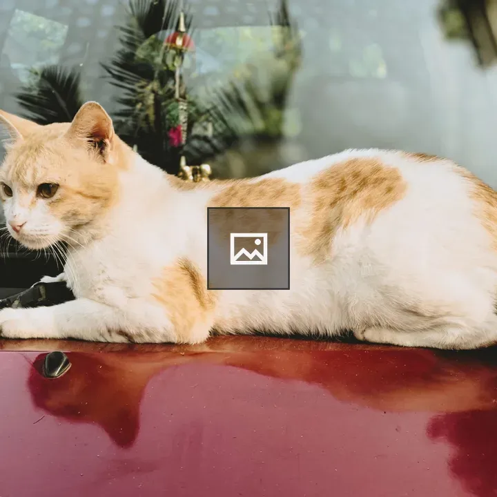 Ginger and white cat on car hood