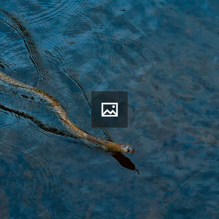 Snake on water