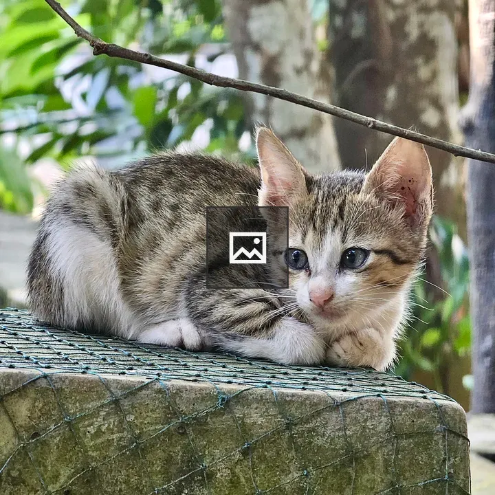 Kitten with tabby coat resting