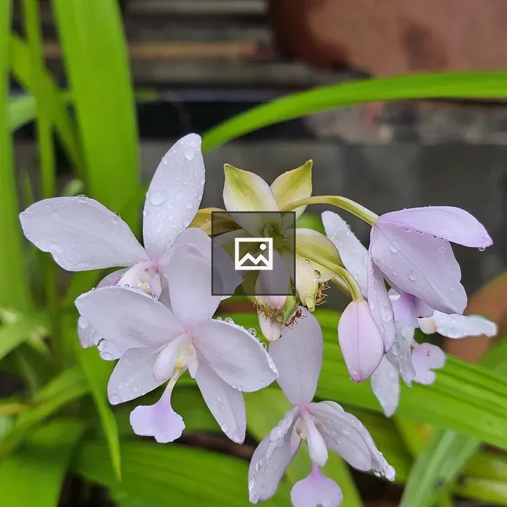 Spathoglottis plicata flower and bud