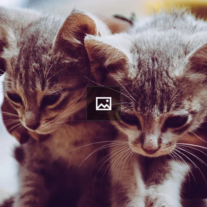 Two kittens held side by side
