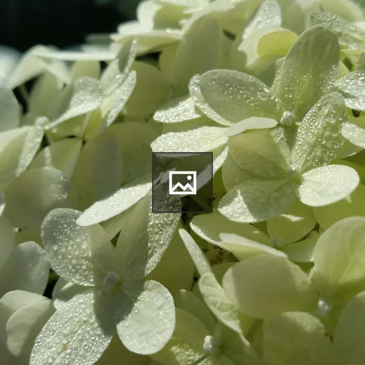 Water drops on hydrangea