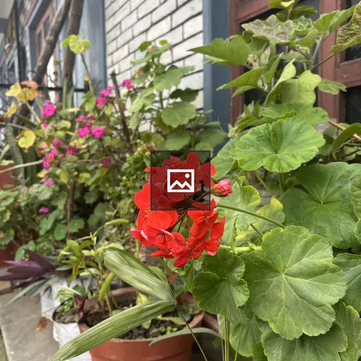 Geranium flowers in pots