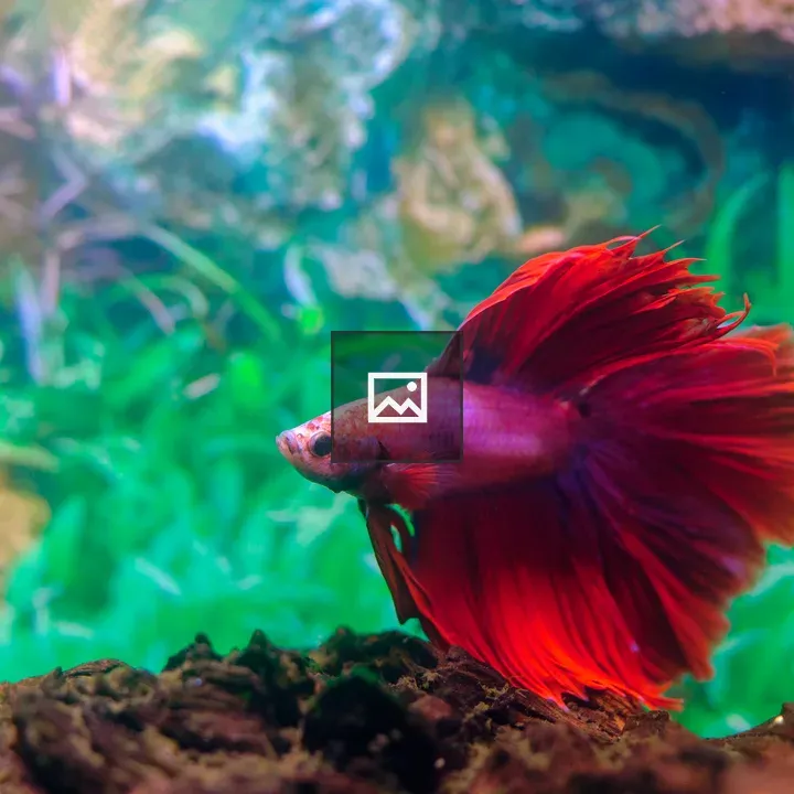 Betta fish in aquarium
