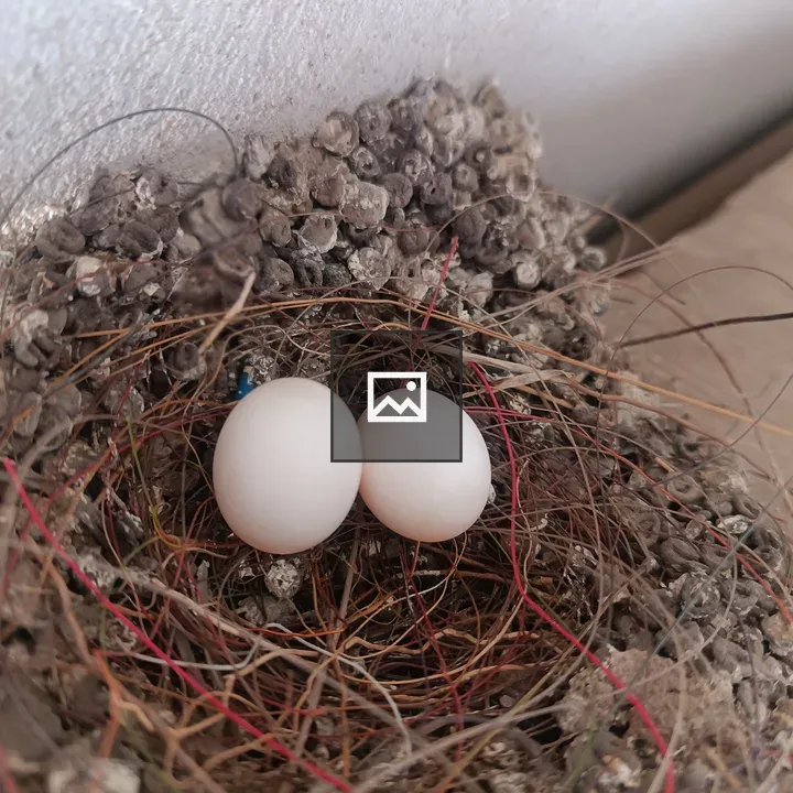 Bird nest with two eggs