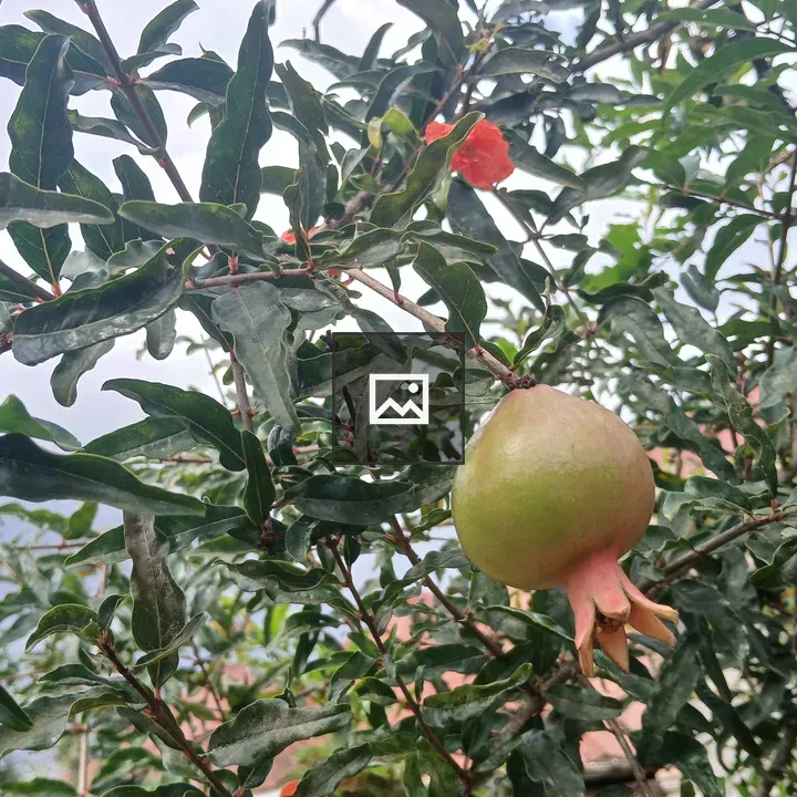 Pomegranate fruit on branch