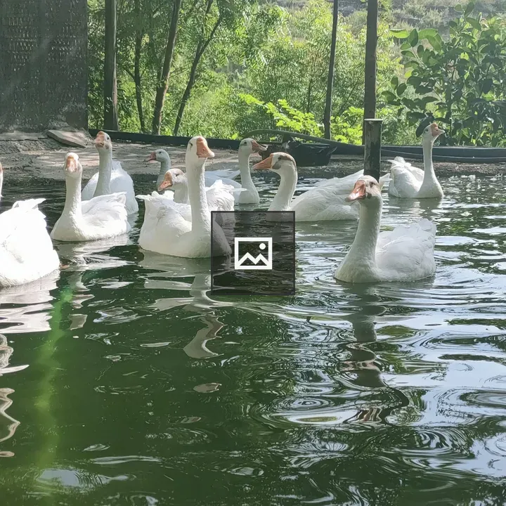 Group of white geese swimming
