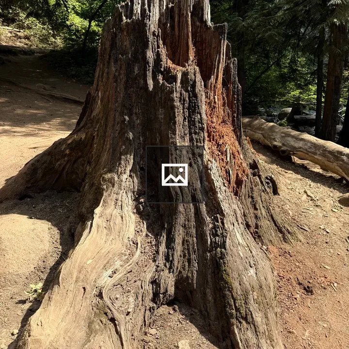 Massive old tree stump