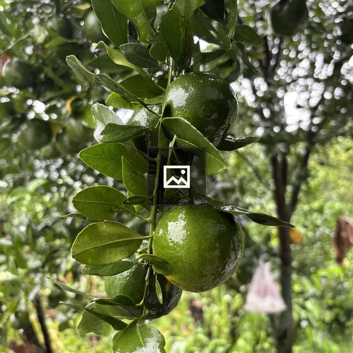 Close-up Orange Fruits