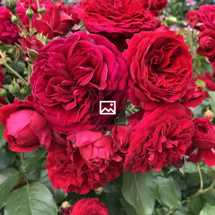 Red Roses in Garden