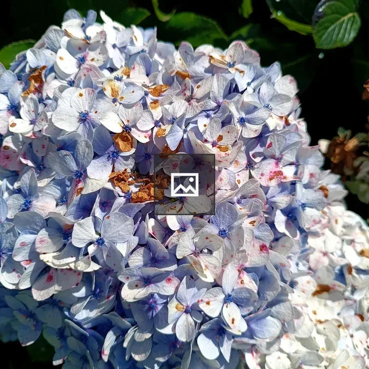 Blue and white hydrangea close-up