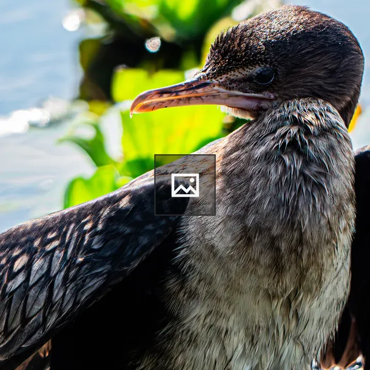 Long-Tailed Cormorant Portrait