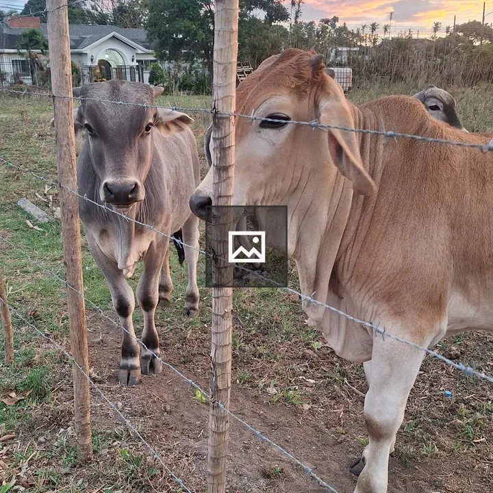 Three cows behind barbed wire fence