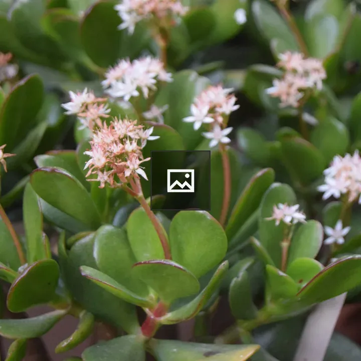 Jade plant with pinkish-white flowers