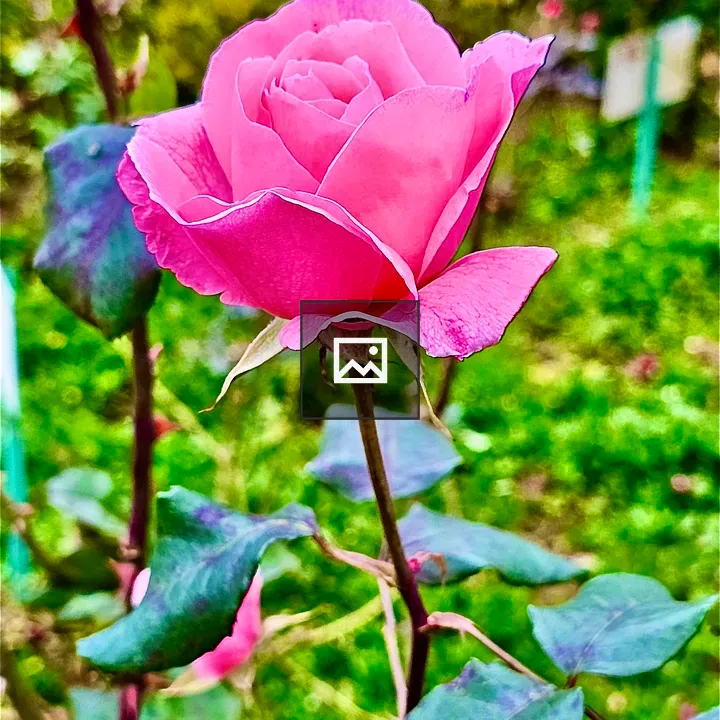 Rose Flower in Violet Portrait