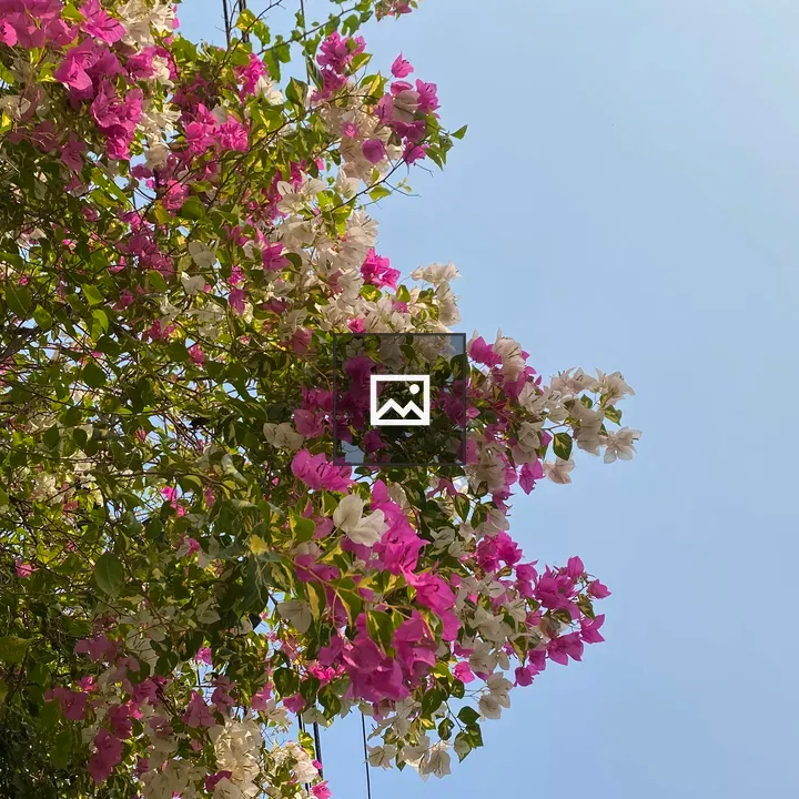 Bougainvillea Flowers in Blue Sky