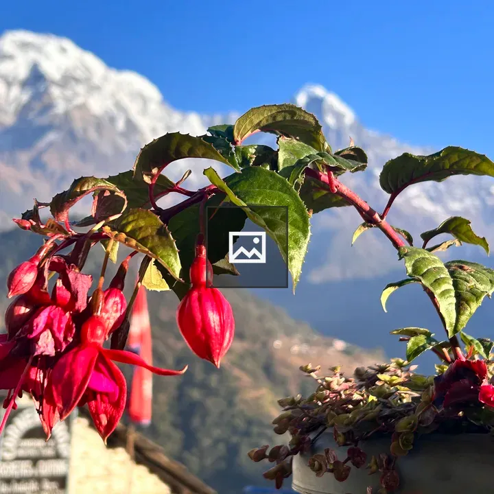 Flowers with snowy Himalayan backdrop