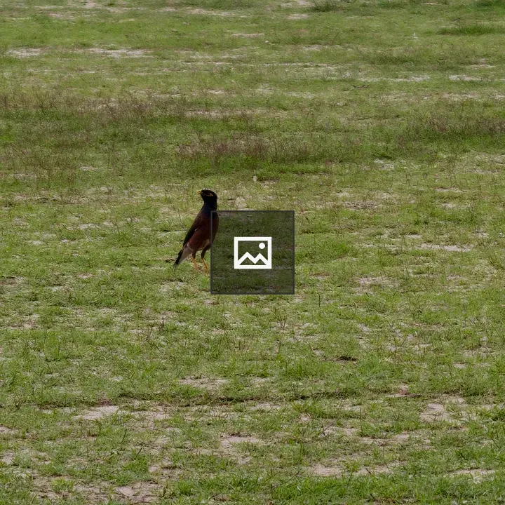 Common myna in a green field