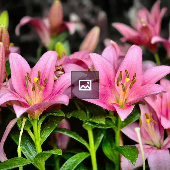 Pink lilies close-up