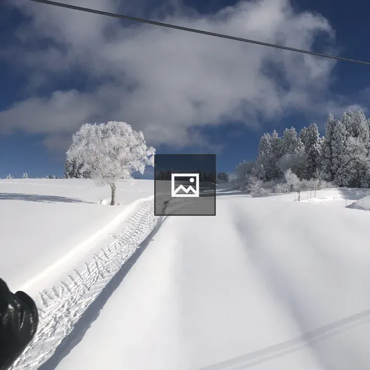 Tree on the Snow