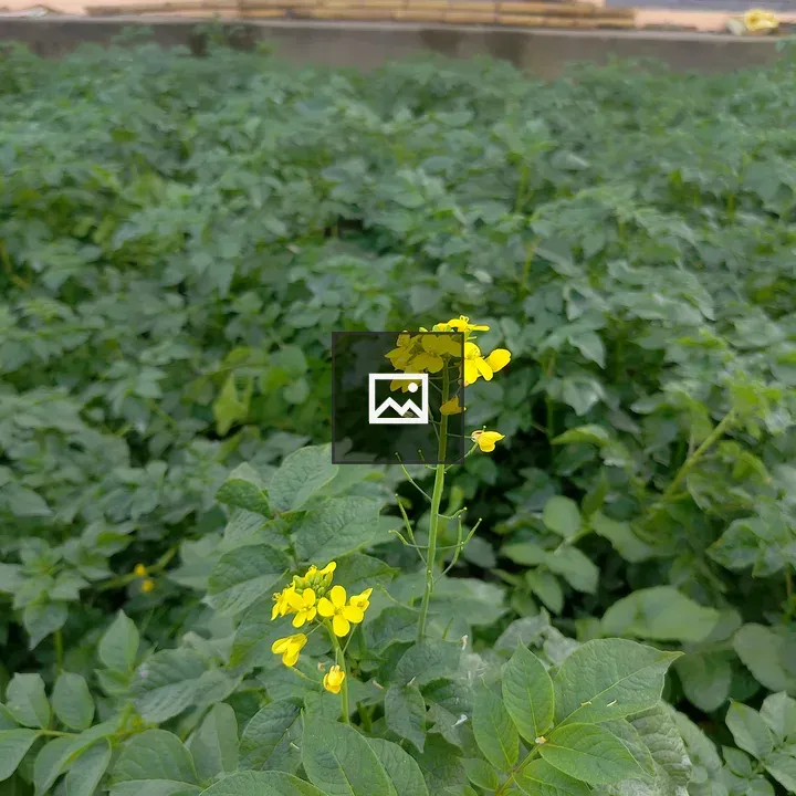 Yellow flower among potato plants