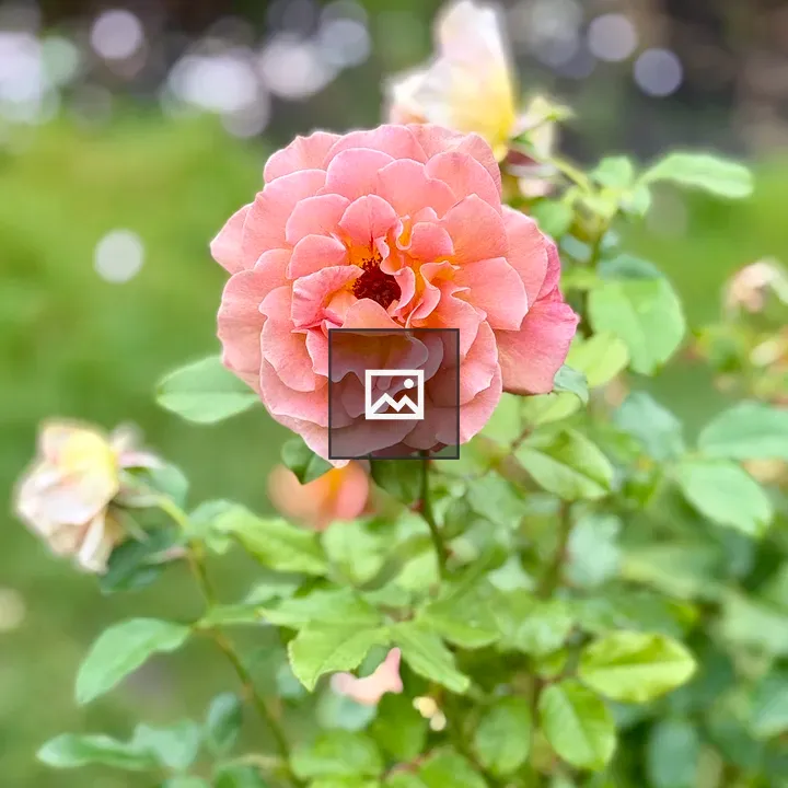 Peach Rose with Green Leaves