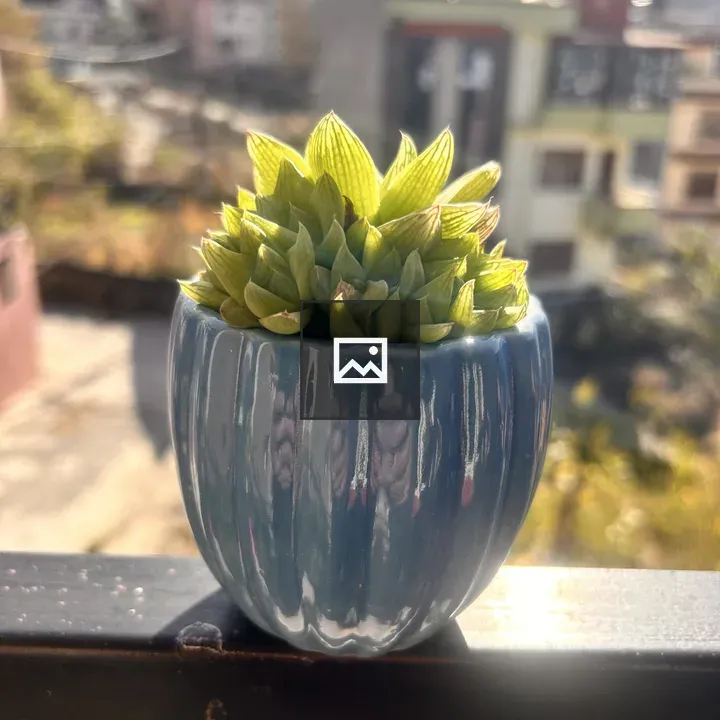 Green succulent in blue pot