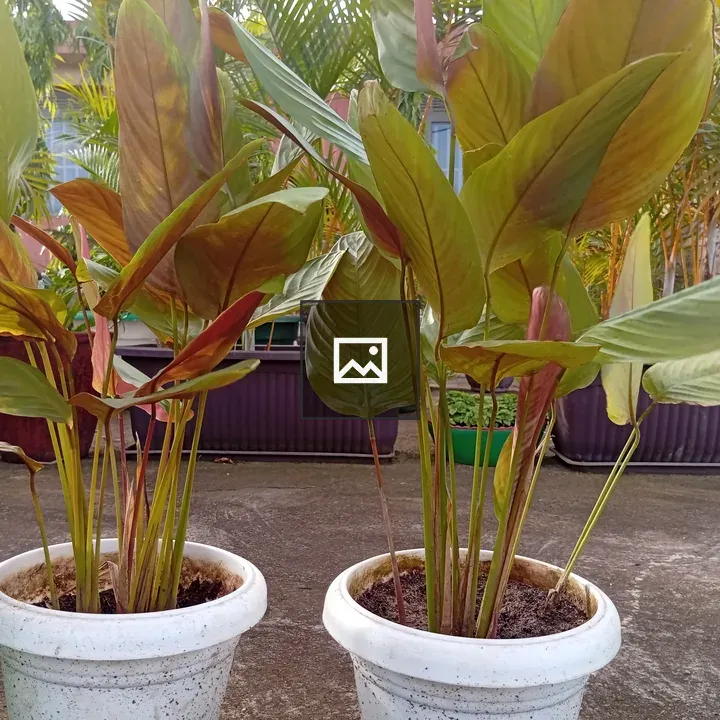 Two potted plants with green and reddish leaves