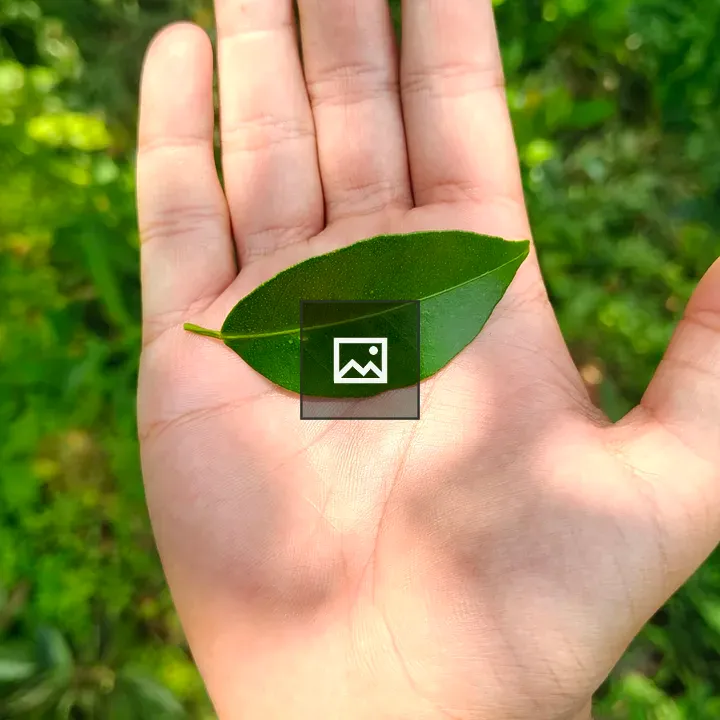 Leaf Close-Up