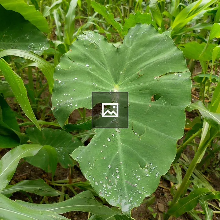 Taro Leaf with Water Droplets