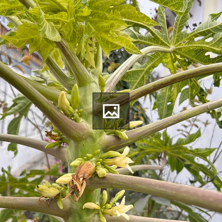 Papaya Plant Close-Up