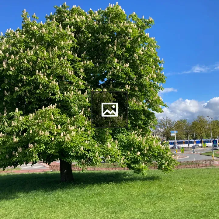 Big tree beside passing train