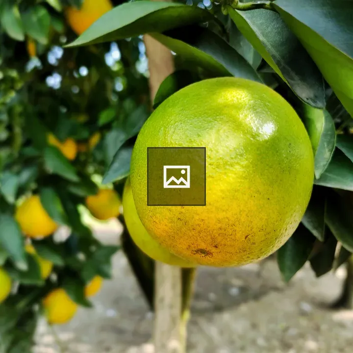 Orange Fruit in Green Yellow Colors