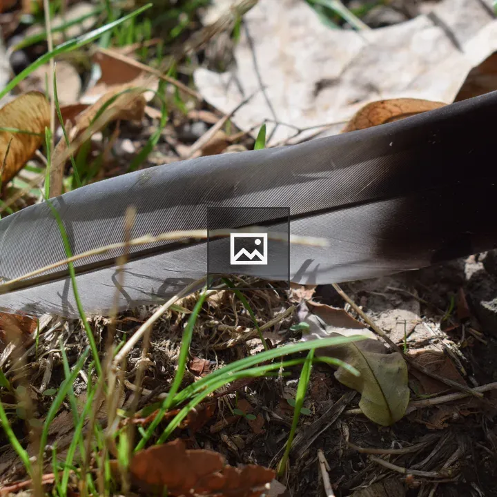 Pigeon feather on grass