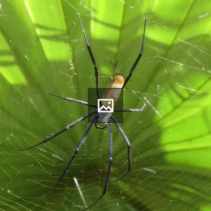 Spider in Circular Web