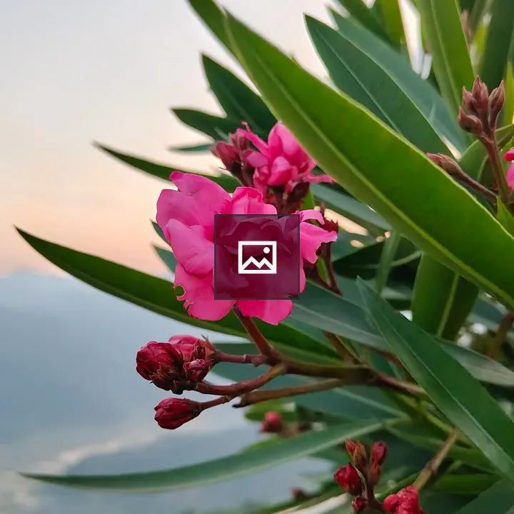 Pink oleander flowers