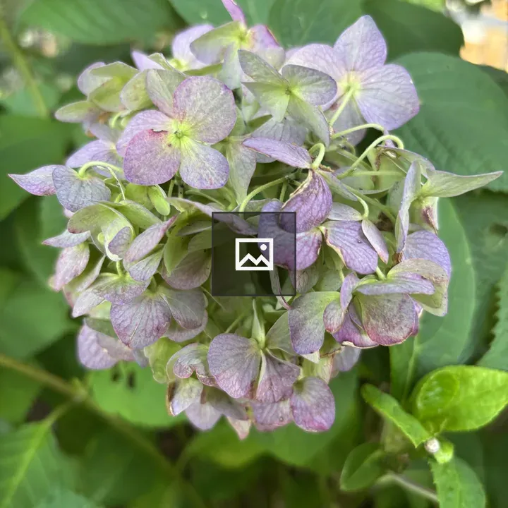 Hydrangea Flower Cluster