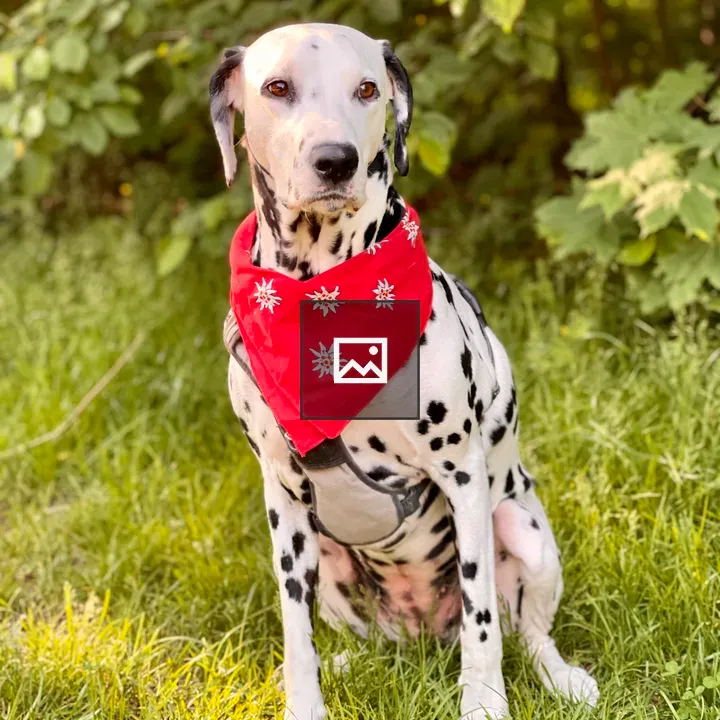 Dalmatian Emma in Nature