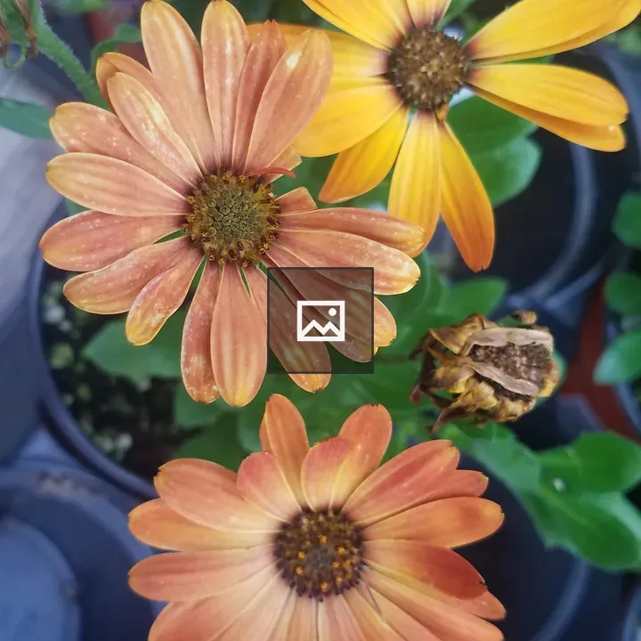 Fading flowers