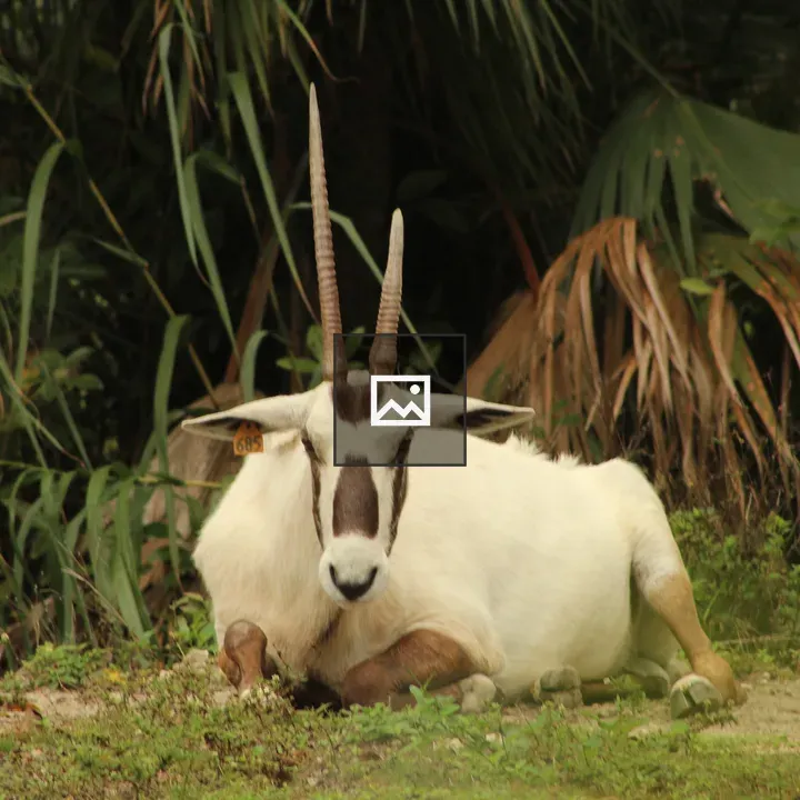 Goat with Black Facial Markings