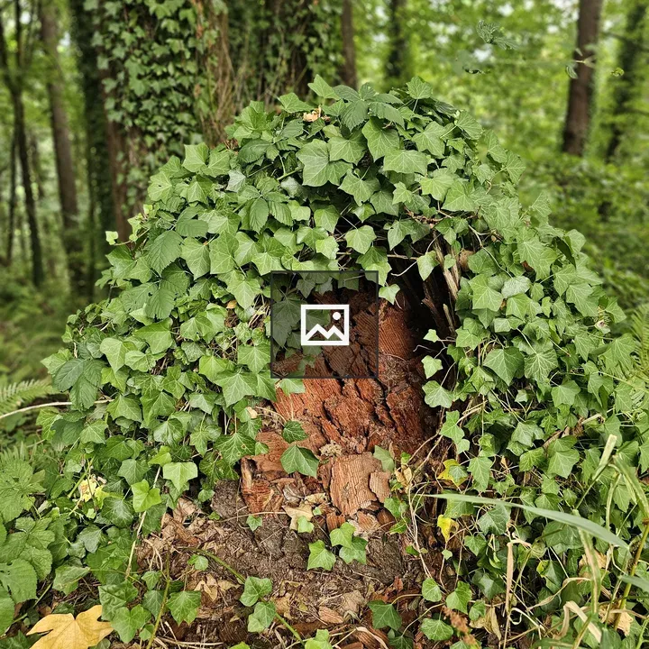 Ivy-Clad Tree Stump