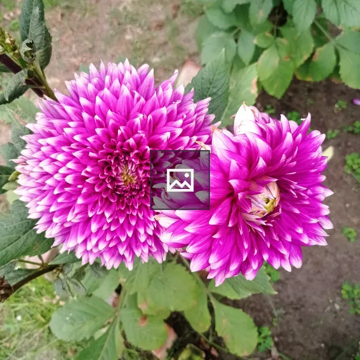 Flower Petal in Lalbagh Fort