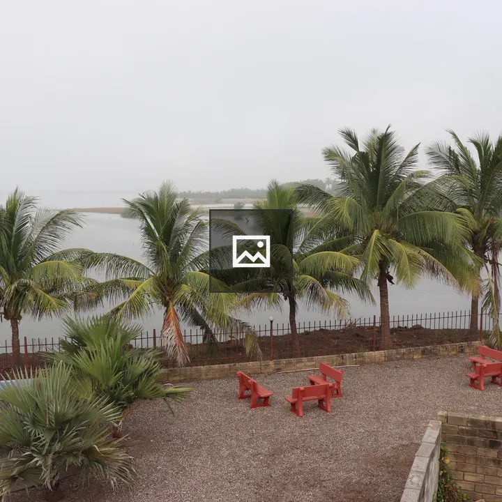 Line of Coconut Palms and Benches