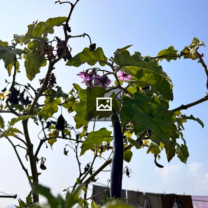 Purple brambles on plant