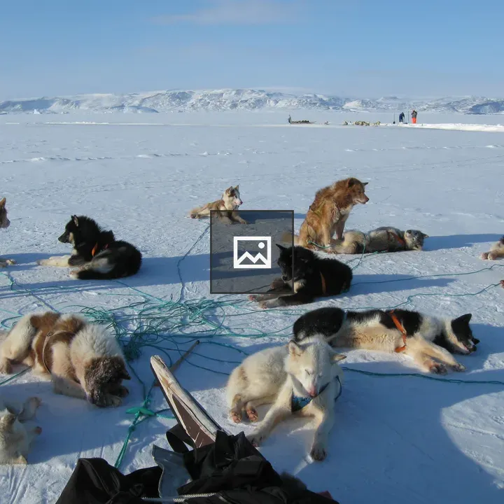 Sled dogs resting on ice