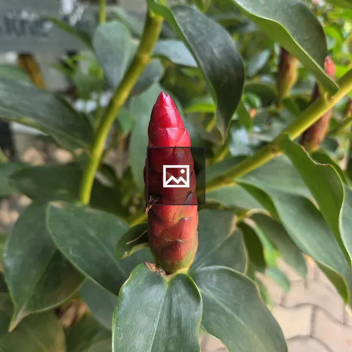 Close-up of red conical flower bud